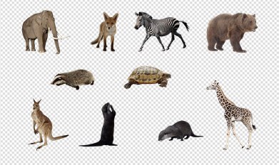 Animals PNG