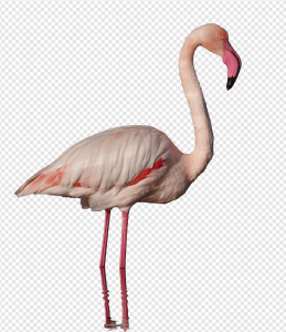 Flamingo PNG Transparent Images Download