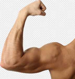 Muscle PNG Transparent Images Download