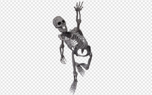 Skeleton PNG Transparent Images Download