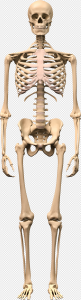 Skeleton PNG Transparent Images Download