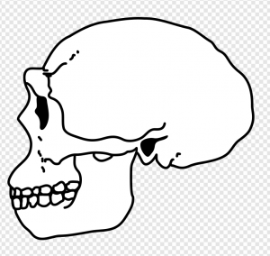 Skull PNG Transparent Images Download