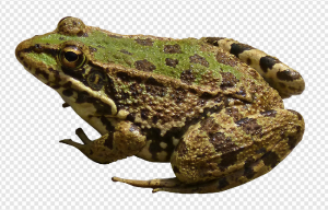 Frog PNG Transparent Images Download