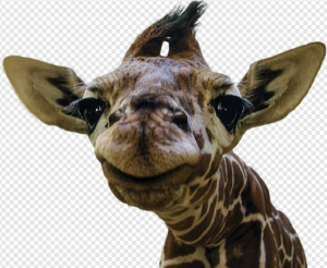 Giraffe PNG Transparent Images Download