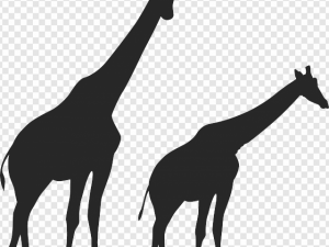 Giraffe PNG Transparent Images Download