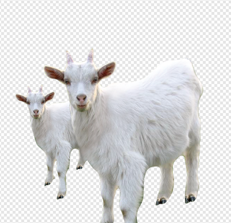 Goat PNG Transparent Images Download - PNG Packs