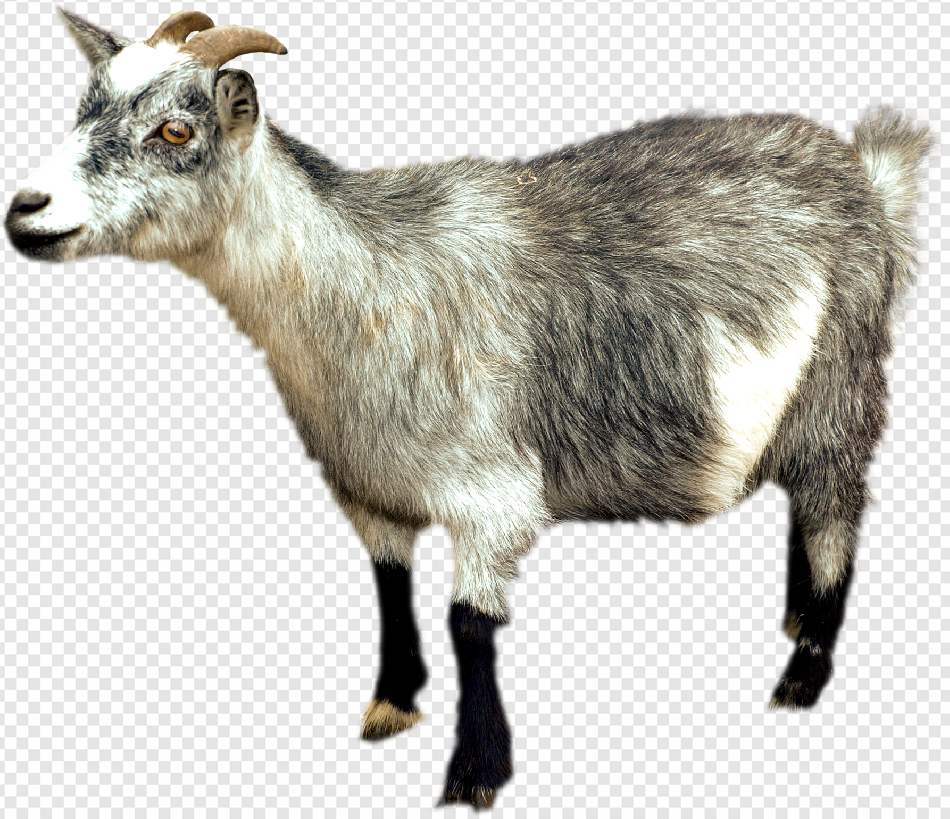 Goat PNG Transparent Images Download - PNG Packs