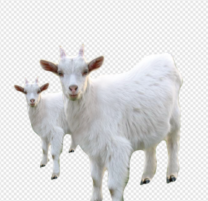 Goat PNG Transparent Images Download