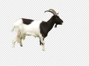 Goat PNG Transparent Images Download