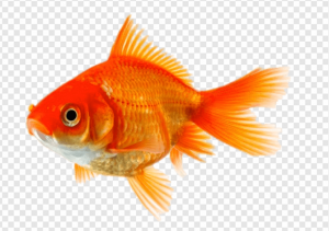 Goldfish PNG Transparent Images Download