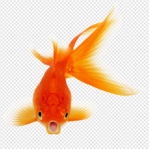 Goldfish PNG Transparent Images Download