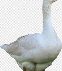 Goose PNG Transparent Images Download