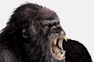 Gorilla PNG Transparent Images Download