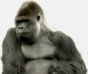 Gorilla PNG Transparent Images Download