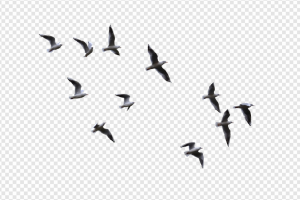 Gull PNG Transparent Images Download