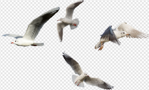 Gull PNG Transparent Images Download
