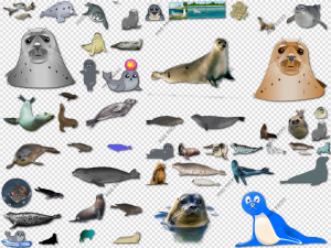 Harbor Seal PNG Transparent Images Download