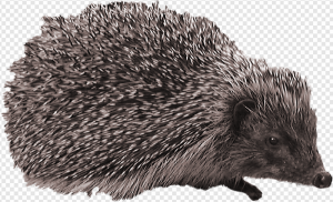 Hedgehog PNG Transparent Images Download