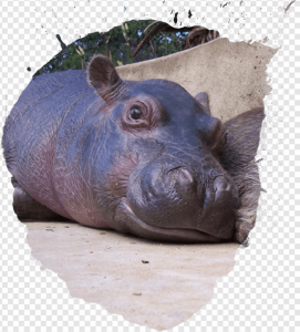 Hippo PNG Transparent Images Download