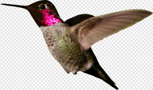 Hummingbird PNG Transparent Images Download