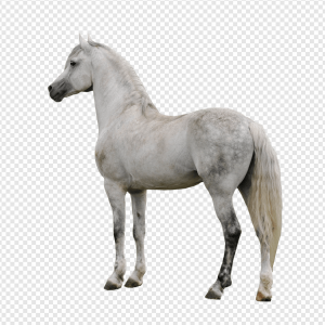 Horse PNG Transparent Images Download