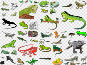 Iguana PNG Transparent Images Download
