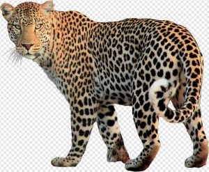 Jaguar Animal PNG Transparent Images Download