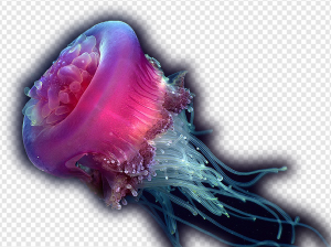 Jellyfish PNG Transparent Images Download