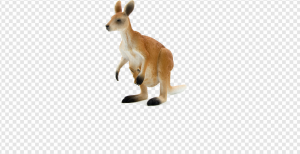 Kangaroo PNG Transparent Images Download
