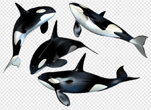 Killer Whale PNG Transparent Images Download
