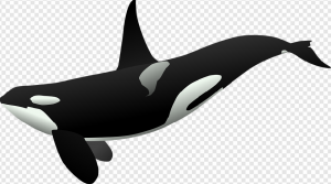 Killer Whale PNG Transparent Images Download