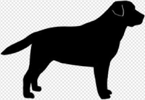 Labrador Retriever PNG Transparent Images Download