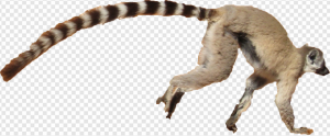 Lemur PNG Transparent Images Download
