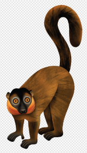 Lemur PNG Transparent Images Download