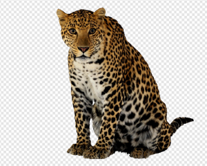 Leopard PNG Transparent Images Download