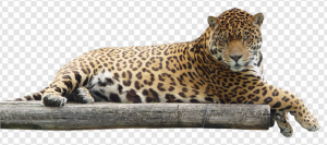 Leopard PNG Transparent Images Download