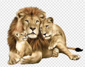 Lion PNG Transparent Images Download