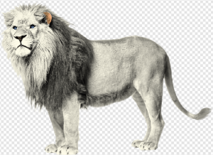 Lion PNG Transparent Images Download