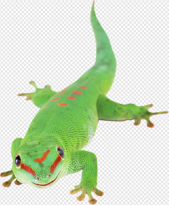 Lizard PNG Transparent Images Download
