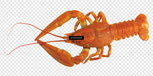 Lobster PNG Transparent Images Download
