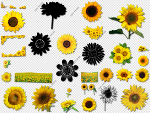 Sunflower PNG Transparent Images Download