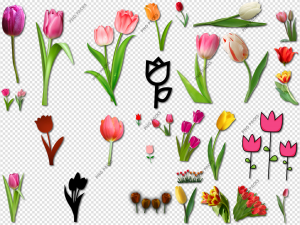 Tulip PNG Transparent Images Download