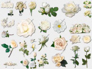 White Roses PNG Transparent Images Download