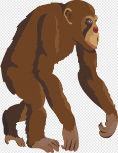 Monkey PNG Transparent Images Download