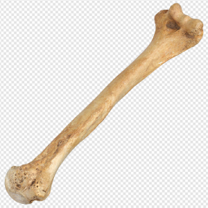 Bone PNG Transparent Images Download