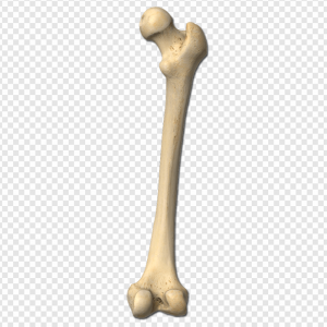 Bone PNG Transparent Images Download