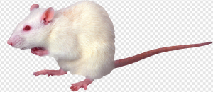 Mouse Animal PNG Transparent Images Download