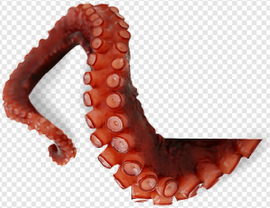 Octopus PNG Transparent Images Download