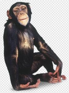 Orangutan PNG Transparent Images Download