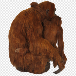 Orangutan PNG Transparent Images Download